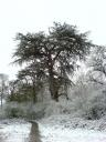 Snowy trees in Farnham Park #1