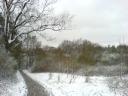 Snowy trees in Farnham Park #2