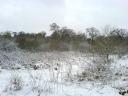 Snowy trees in Farnham Park #3