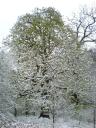Snowy trees in Farnham Park #4