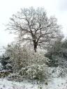 Snowy trees in Farnham Park #6