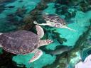 Green turtles at the Oceanarium