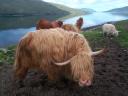 Hairy coos!