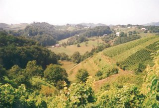 Vineyard at David's parents' country cottage near Zavrc